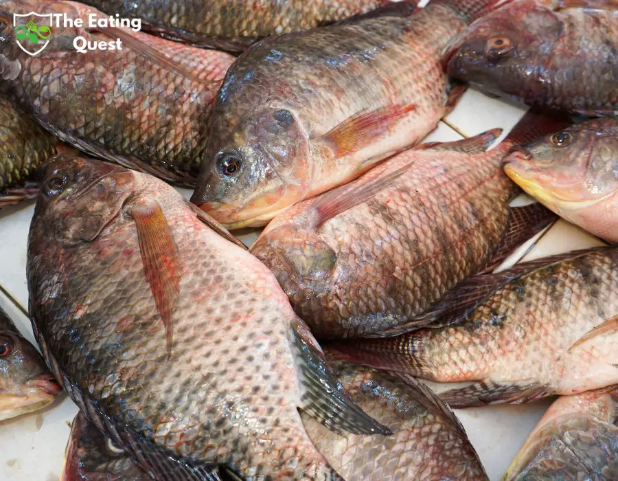How to Tell if Tilapia Is Bad?