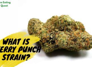 What is Cherry Punch Strain? A Comprehensive Guide What is Cherry Punch Strain? A Comprehensive Guide